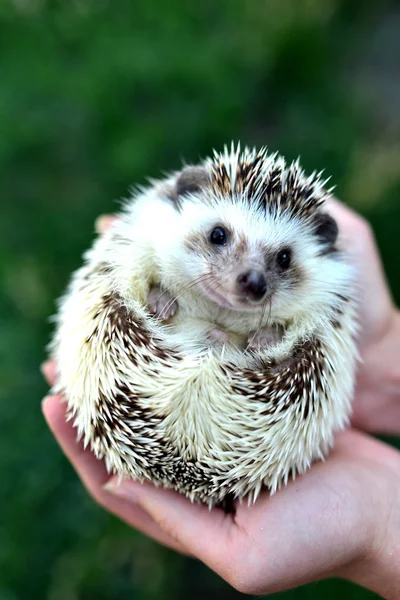 Little hedgehog in human hands — Stock Photo, Image