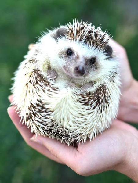 Little hedgehog in human hands — Stock Photo, Image