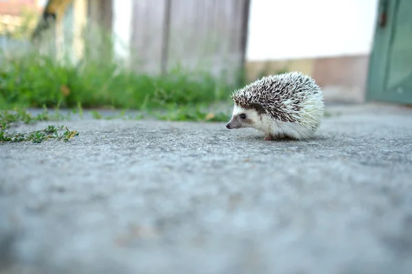 Hedgehog — Stock Photo, Image