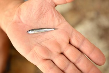 avuç küçük bir balık