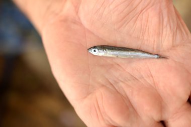 avuç küçük bir balık
