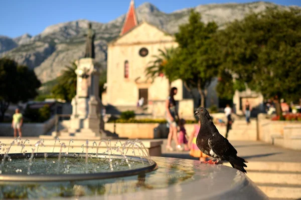 Pigeon drinking from the fountain in Makarska — Stock Photo, Image
