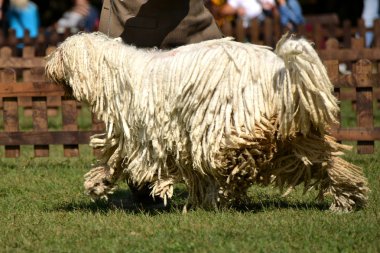 Komondor
