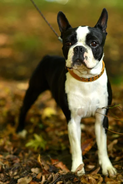 Französische Bulldogge — Stockfoto