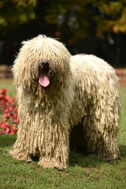 Komondor