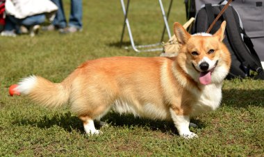 Galce Corgi