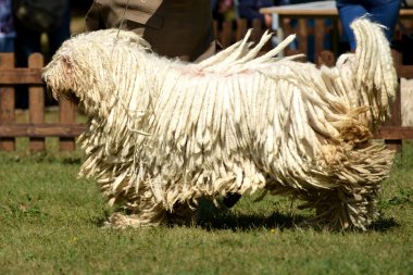 Komondor