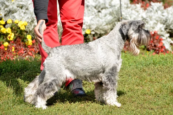 Chiot Schnauzer — Photo