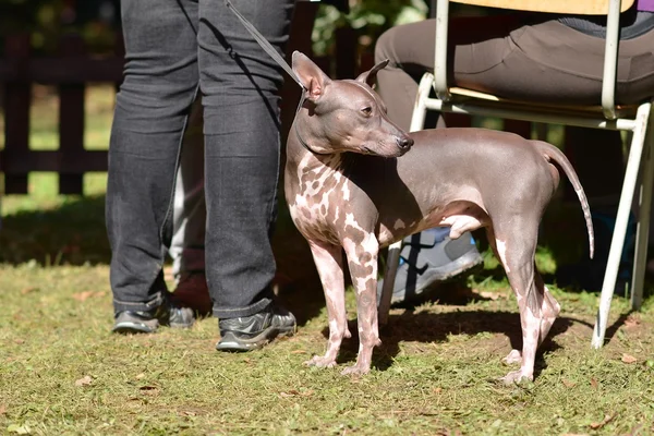 Peruanska hairless hund — Stockfoto