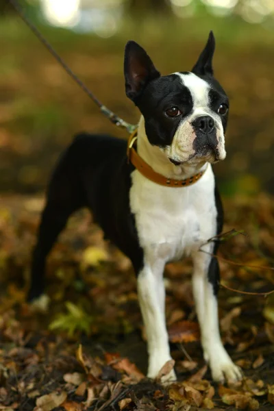 French bulldog — Stock Photo, Image