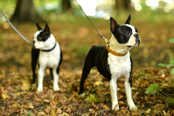 Francia bulldog — Stock Fotó