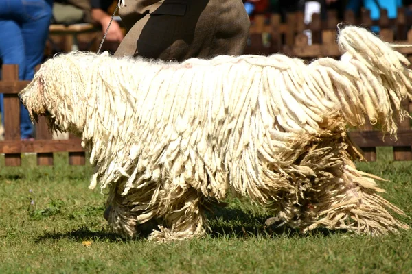 Komondor — Stok fotoğraf