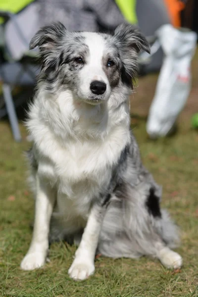 Border collie — Stock Photo, Image