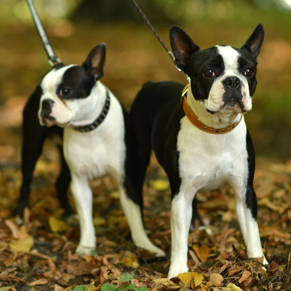 French bulldog — Stock Photo, Image