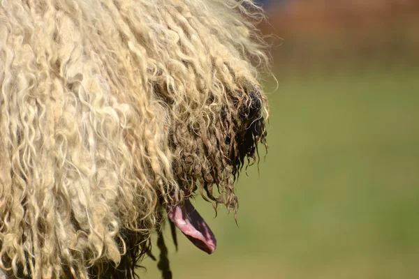 Komondor — стокове фото