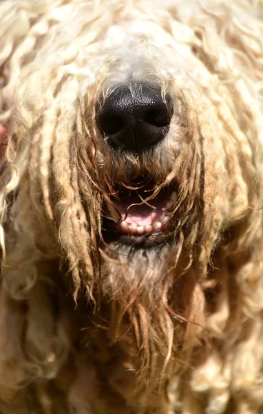 Komondor — Zdjęcie stockowe