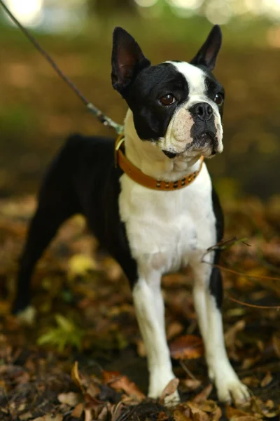 Französische Bulldogge — Stockfoto