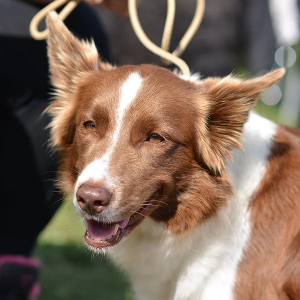 Border collie — Stock Photo, Image