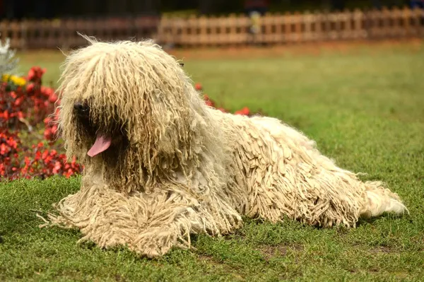 Komondor — Fotografia de Stock