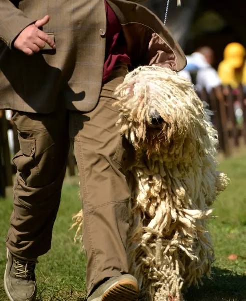 Komondor — Stock fotografie