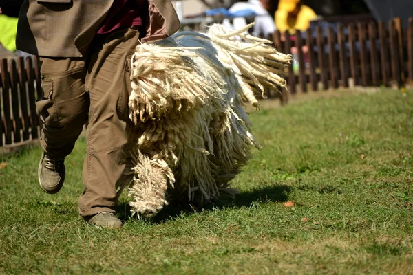 Komondor — Photo