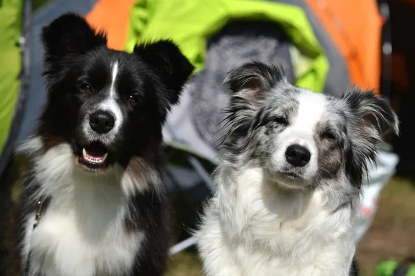 Gränsen collie — Stockfoto