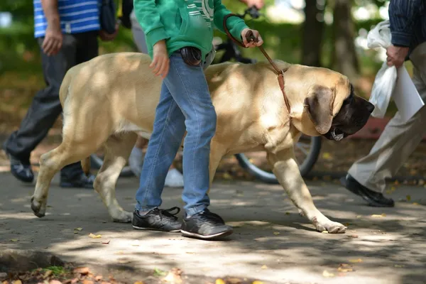 Englische Dogge — Stockfoto