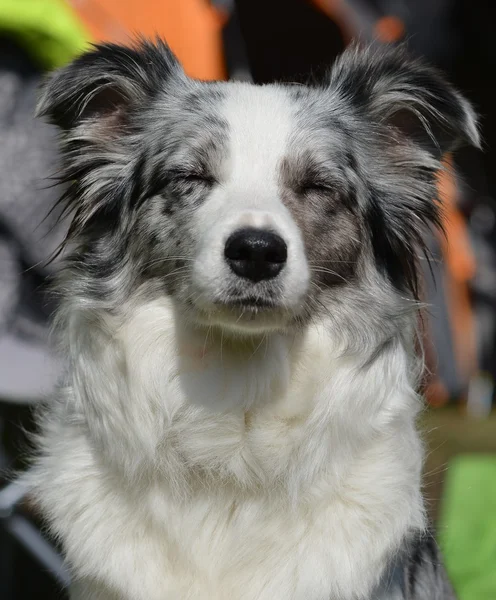 Collie fronteiriço — Fotografia de Stock