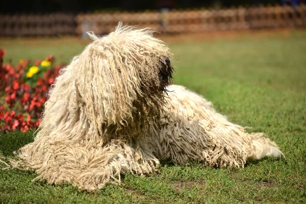 Komondor — 스톡 사진