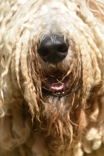 Komondor — Fotografia de Stock