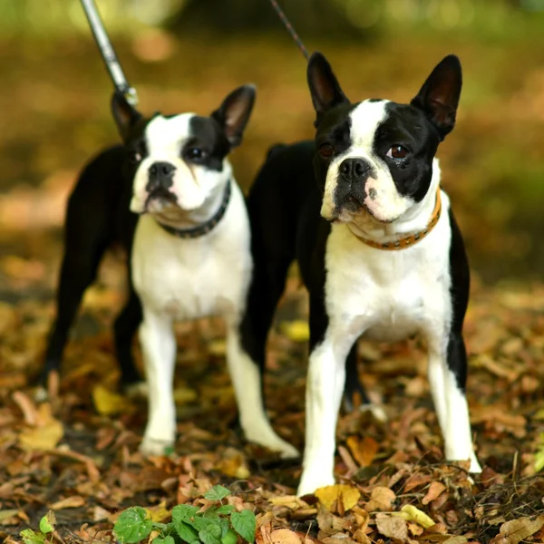 Francia bulldog — Stock Fotó