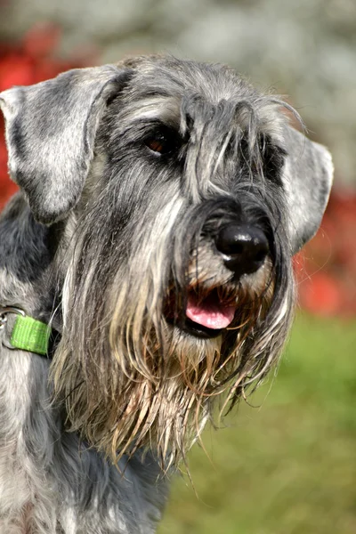 Filhote de cachorro Schnauzer — Fotografia de Stock