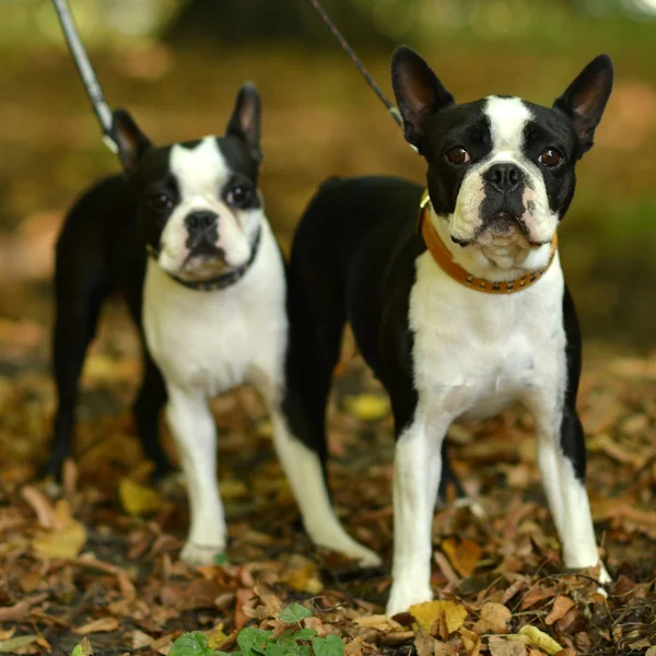 French bulldog — Stock Photo, Image