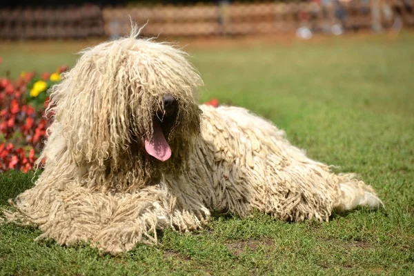 Komondor — 스톡 사진