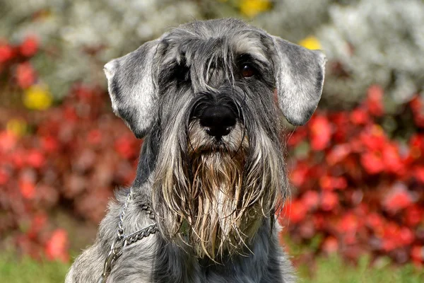 Schnauzer puppy — Stock Photo, Image