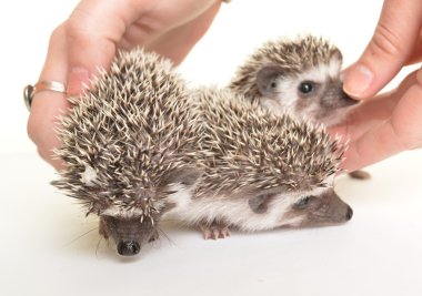 Kirpi (Kirpi albiventris)