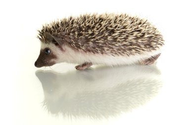 sevimli küçük kirpi