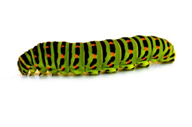 machaon tırtıl