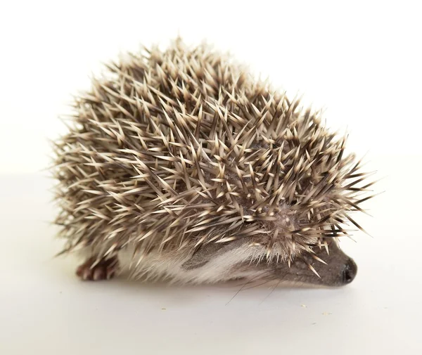 A cute little hedgehog — Stock Photo, Image