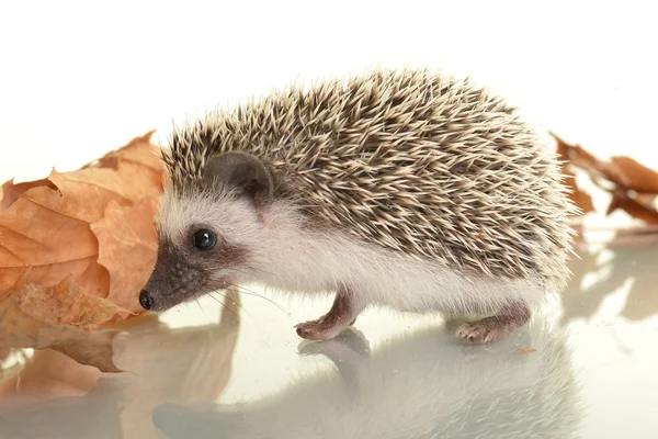 A cute little hedgehog with autumn leaves — Stock Photo, Image