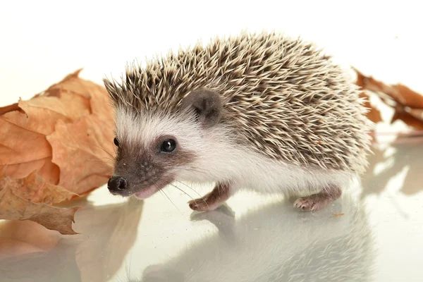 A cute little hedgehog with autumn leaves — Stock Photo, Image