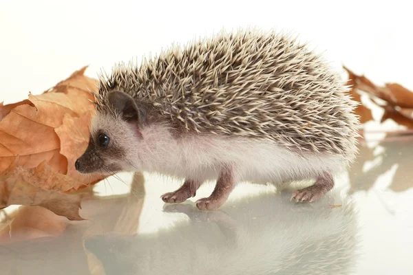 A cute little hedgehog with autumn leaves — Stock Photo, Image