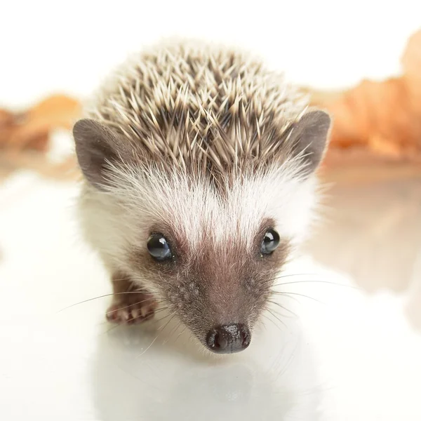 Un piccolo riccio carino con foglie autunnali — Foto Stock