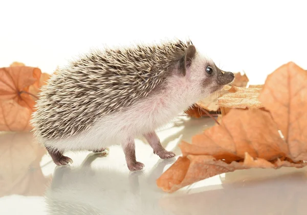 Un pequeño erizo lindo con hojas de otoño — Foto de Stock