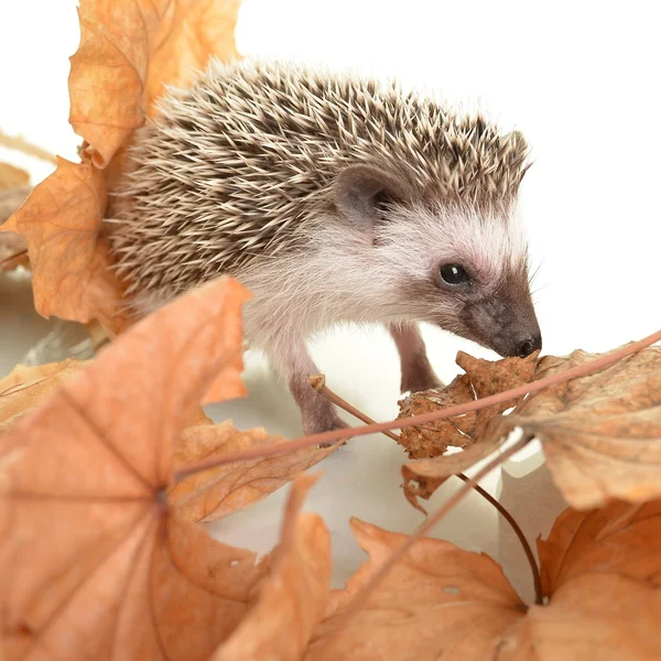 A cute little hedgehog with autumn leaves — Stock Photo, Image