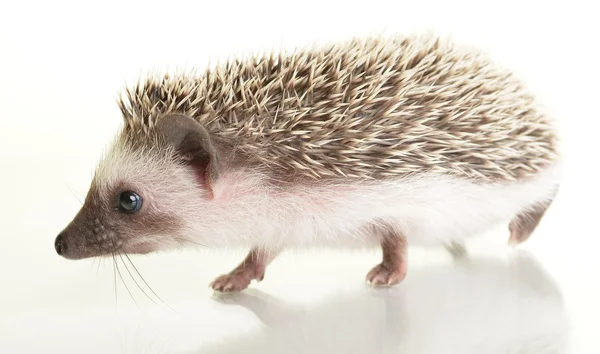 A cute little hedgehog — Stock Photo, Image