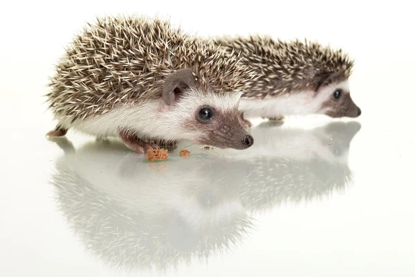 Two cute little hedgehogs — Stock Photo, Image