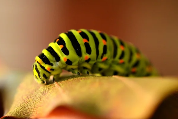 Machaon caterpillar — Stock Fotó
