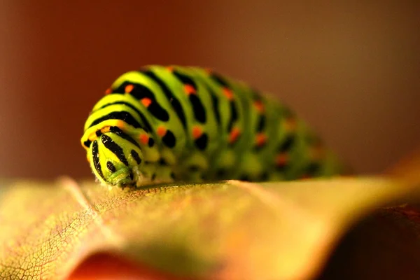 Machaon caterpillar — Stock Photo, Image