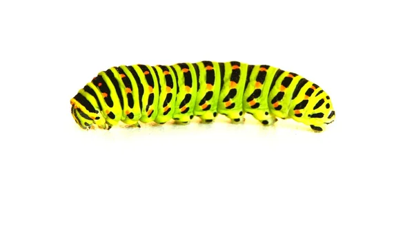 Machaon caterpillar — Stockfoto